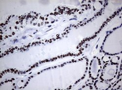 NBN Monoclonal Antibody (OTI6D10), TrueMAB , OriGene 100 &mu;L; Unconjugated:Antibodies,