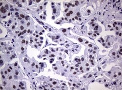 NBN Mouse anti-Human, Clone: OTI6D10, lyophilized, TrueMAB 100 &mu;g; Unconjugated:Antibodies,