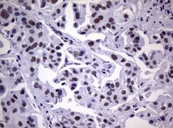 NBN Monoclonal Antibody (OTI6D10), TrueMAB , OriGene 100 &mu;L; Unconjugated:Antibodies,