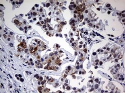 NBN Mouse anti-Human, Clone: OTI2G4, TrueMAB , Origene 30 &mu;L; Unconjugated:Antibodies,