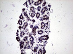 NBN Mouse anti-Human, Clone: OTI8E7, lyophilized, TrueMAB 100 &mu;g; Unconjugated:Antibodies,