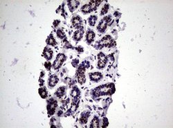 NBN Monoclonal Antibody (OTI8E7), TrueMAB , OriGene 100 &mu;L; Unconjugated:Antibodies,