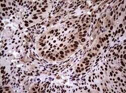 NBN Mouse anti-Human, Clone: OTI8E7, lyophilized, TrueMAB 100 &mu;g; Unconjugated:Antibodies,
