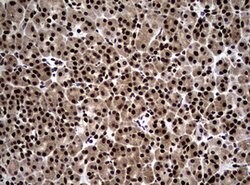 NBN Mouse anti-Human, Clone: OTI8E7, lyophilized, TrueMAB 100 &mu;g; Unconjugated:Antibodies,