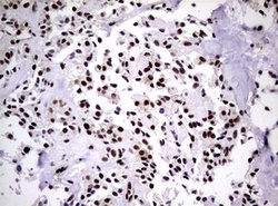 NBN Mouse anti-Human, Clone: OTI8E7, lyophilized, TrueMAB 100 &mu;g; Unconjugated:Antibodies,