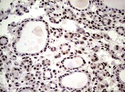 NBN Mouse anti-Human, Clone: OTI8E7, lyophilized, TrueMAB 100 &mu;g; Unconjugated:Antibodies,