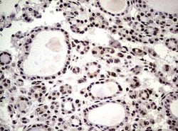 NBN Monoclonal Antibody (OTI8E7), TrueMAB , OriGene 100 &mu;L; Unconjugated:Antibodies,