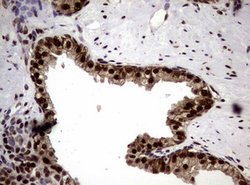 NBN Mouse anti-Human, Clone: OTI8E7, lyophilized, TrueMAB 100 &mu;g; Unconjugated:Antibodies,