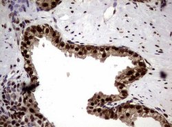 NBN Monoclonal Antibody (OTI8E7), TrueMAB , OriGene 100 &mu;L; Unconjugated:Antibodies,