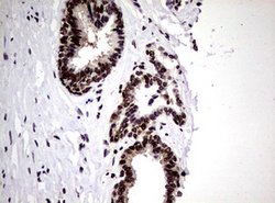 NBN Mouse anti-Human, Clone: OTI8E7, lyophilized, TrueMAB 100 &mu;g; Unconjugated:Antibodies,