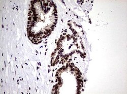 NBN Monoclonal Antibody (OTI8E7), TrueMAB , OriGene 100 &mu;L; Unconjugated:Antibodies,