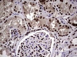 NBN Mouse anti-Human, Clone: OTI8E7, lyophilized, TrueMAB 100 &mu;g; Unconjugated:Antibodies,