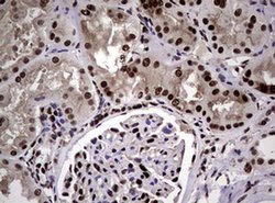 NBN Monoclonal Antibody (OTI8E7), TrueMAB , OriGene 100 &mu;L; Unconjugated:Antibodies,