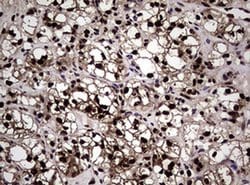 NBN Monoclonal Antibody (OTI8E7), TrueMAB , OriGene 100 &mu;L; Unconjugated:Antibodies,
