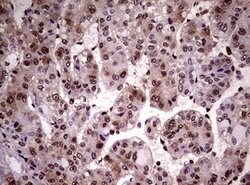 NBN Mouse anti-Human, Clone: OTI8E7, lyophilized, TrueMAB 100 &mu;g; Unconjugated:Antibodies,