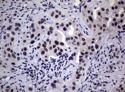 NBN Monoclonal Antibody (OTI3A4), TrueMAB , OriGene 30 &mu;L | Buy Online | Origene Technologies | Fisher Scientific