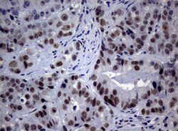 NBN Monoclonal Antibody (OTI3A4), TrueMAB , OriGene 30 &mu;L | Buy Online | Origene Technologies | Fisher Scientific