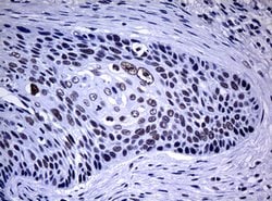 NBN Mouse anti-Human, Clone: OTI3C12, lyophilized, TrueMAB 100 &mu;g; Unconjugated:Antibodies,