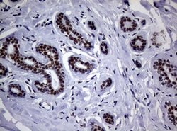NBN Monoclonal Antibody (OTI9H2), TrueMAB , OriGene 100 &mu;L; Unconjugated:Antibodies,