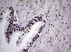 NBN Monoclonal Antibody (OTI6H7), TrueMAB , OriGene 100 &mu;L; Unconjugated:Antibodies,