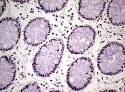 NBN Monoclonal Antibody (OTI6H7), TrueMAB , OriGene 100 &mu;L; Unconjugated:Antibodies,
