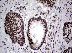 NBN Monoclonal Antibody (OTI6H7), TrueMAB , OriGene 100 &mu;L; Unconjugated:Antibodies,