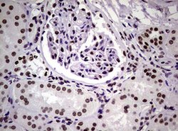 NBN Monoclonal Antibody (OTI6H7), TrueMAB , OriGene 100 &mu;L; Unconjugated:Antibodies,