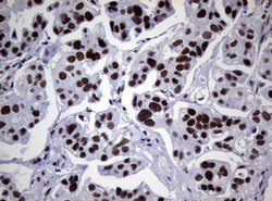 NBN Monoclonal Antibody (OTI7D5), TrueMAB , OriGene 30 &mu;L | Buy Online | Origene Technologies | Fisher Scientific