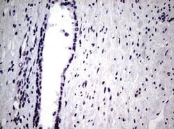 NBN Monoclonal Antibody (OTI6E11), TrueMAB , OriGene 100 &mu;L; Unconjugated:Antibodies,