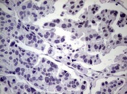 NBN Monoclonal Antibody (OTI6E11), TrueMAB , OriGene 100 &mu;L; Unconjugated:Antibodies,