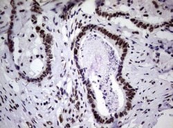 NBN Monoclonal Antibody (OTI6E11), TrueMAB , OriGene 100 &mu;L; Unconjugated:Antibodies,