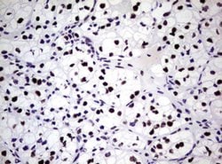 NBN Monoclonal Antibody (OTI6E11), TrueMAB , OriGene 100 &mu;L; Unconjugated:Antibodies,