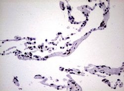 NBN Monoclonal Antibody (OTI6E11), TrueMAB , OriGene 100 &mu;L; Unconjugated:Antibodies,