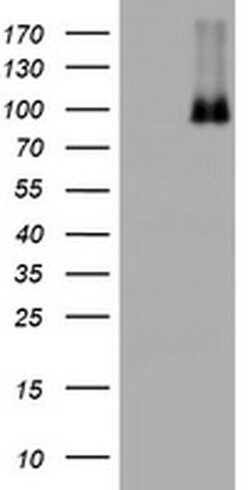 NBN Mouse anti-Human, Clone: OTI3A9, liquid, TrueMAB 30 &mu;L; Unconjugated:Antibodies,