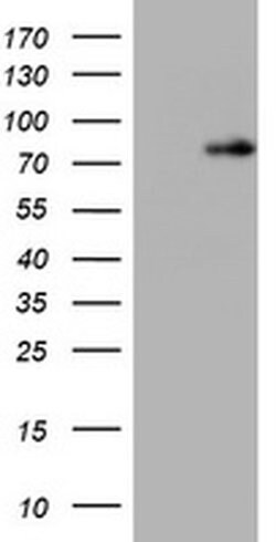 NBN Monoclonal Antibody (OTI9H2), TrueMAB , OriGene 100 &mu;L; Unconjugated:Antibodies,