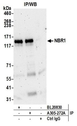 NBR1 Rabbit anti-Human, Polyclonal, Bethyl Laboratories 100 &mu;L; Unconjugated:Antibodies,