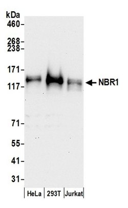 NBR1 Rabbit anti-Human, Polyclonal, Bethyl Laboratories 100 &mu;L; Unconjugated:Antibodies,