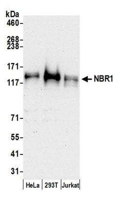 NBR1 Polyclonal Antibody, Bethyl Laboratories:Antibodies:Primary Antibodies