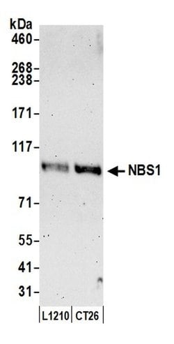 NBS1 Rabbit anti-Mouse, Polyclonal, Bethyl Laboratories 100 &mu;L; Unconjugated:Antibodies,