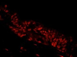 NBS1 Polyclonal Antibody, Bethyl Laboratories 10 &mu;L; Unconjugated:Antibodies,