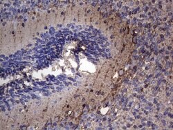 NCAM1 Monoclonal Antibody (OTI2C3), TrueMAB , OriGene 100 μL; Unconjugated:Antibodies,