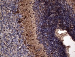 NCAM1 Monoclonal Antibody (OTI3H2), TrueMAB , OriGene:Antibodies:Primary