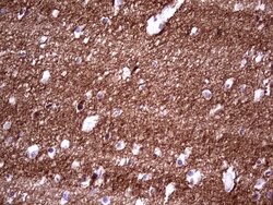NCAM1 Monoclonal Antibody (OTI2F6), TrueMAB , OriGene 100 &mu;L; Unconjugated:Antibodies,