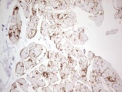 NCAM1 Monoclonal Antibody (OTI1B9), TrueMAB , OriGene 100 &mu;L; Unconjugated:Antibodies,