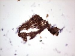 NCAM1 Monoclonal Antibody (OTI1B9), TrueMAB , OriGene 100 &mu;L; Unconjugated:Antibodies,