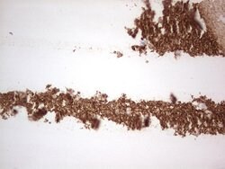 NCAM1 Monoclonal Antibody (OTI1B9), TrueMAB , OriGene 100 &mu;L; Unconjugated:Antibodies,