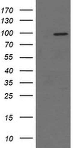 NCAM1 Monoclonal Antibody (OTI2D4), TrueMAB , OriGene:Antibodies:Primary