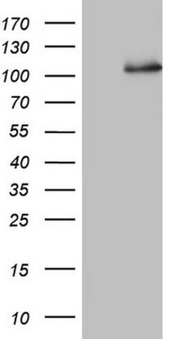NCAM1 Mouse anti-Human, Clone: OTI2C3, lyophilized, TrueMAB 100 &mu;g;