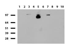 NCAM1 Mouse anti-Human, Clone: UMAB192, liquid, UltraMAB 100 &mu;L; Unconjugated:Antibodies,