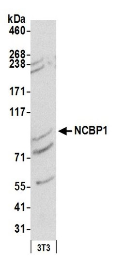 NCBP1/CBP80 Rabbit anti-Human, Mouse, Polyclonal, Bethyl Laboratories 100